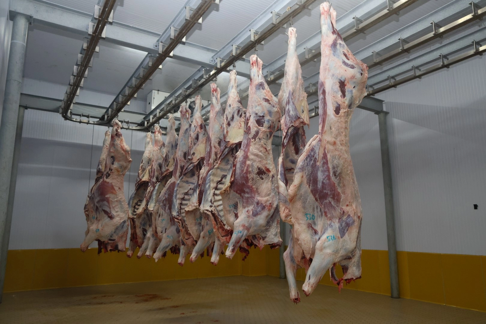 Kocaeli Mezbahası&rsquo;nda hijyenik ve helal kesim