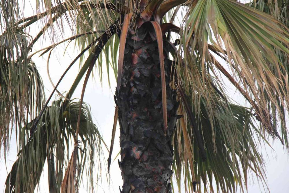 Palmiye ağacına takılan dilek balonu yangına sebep oldu
