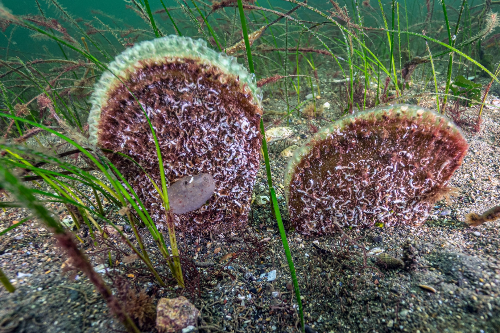 Gebze Eskihisar&rsquo;da Marmara İ&ccedil;in Hayati Keşif: Deniz &Ccedil;ayırları ve Yoğun Pina Pop&uuml;lasyonu