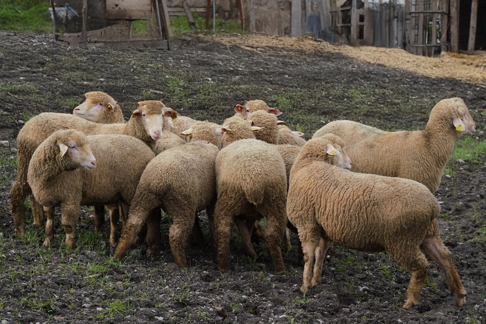 Balıkesir B&uuml;y&uuml;kşehir&rsquo;den &ccedil;ift&ccedil;iye destek